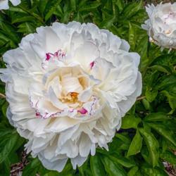 Location: Peony Garden at Nichols Arboretum, Ann Arbor, Michigan
Date: 2018-05-30
Boule de Neige peony - bloom on a young plant at the peak of its 
