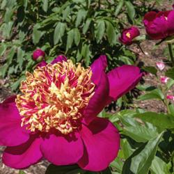 Location: Peony Garden at Nichols Arboretum, Ann Arbor, Michigan
Date: 2019-06-11
Mikado peony - the cupped and ruffled shape of the guard petals i