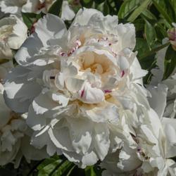 Location: Peony Garden at Nichols Arboretum, Ann Arbor, Michigan
Date: 2019-06-12
Boule de Neige peony - known in part for the red streaks on some 