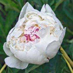 Location: Peony Garden at Nichols Arboretum, Ann Arbor, Michigan
Date: 2016-06-09
Boule de Neige - the name translates as "snowball", but only the 