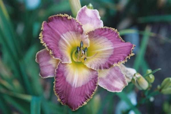 Photo of Daylily (Hemerocallis 'Purple Mirage') uploaded by blue23rose