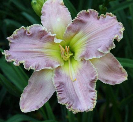 Photo of Daylily (Hemerocallis 'Nature's Comedienne') uploaded by blue23rose