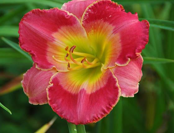 Photo of Daylily (Hemerocallis 'Browns Ferry Queen of Hearts') uploaded by shive1