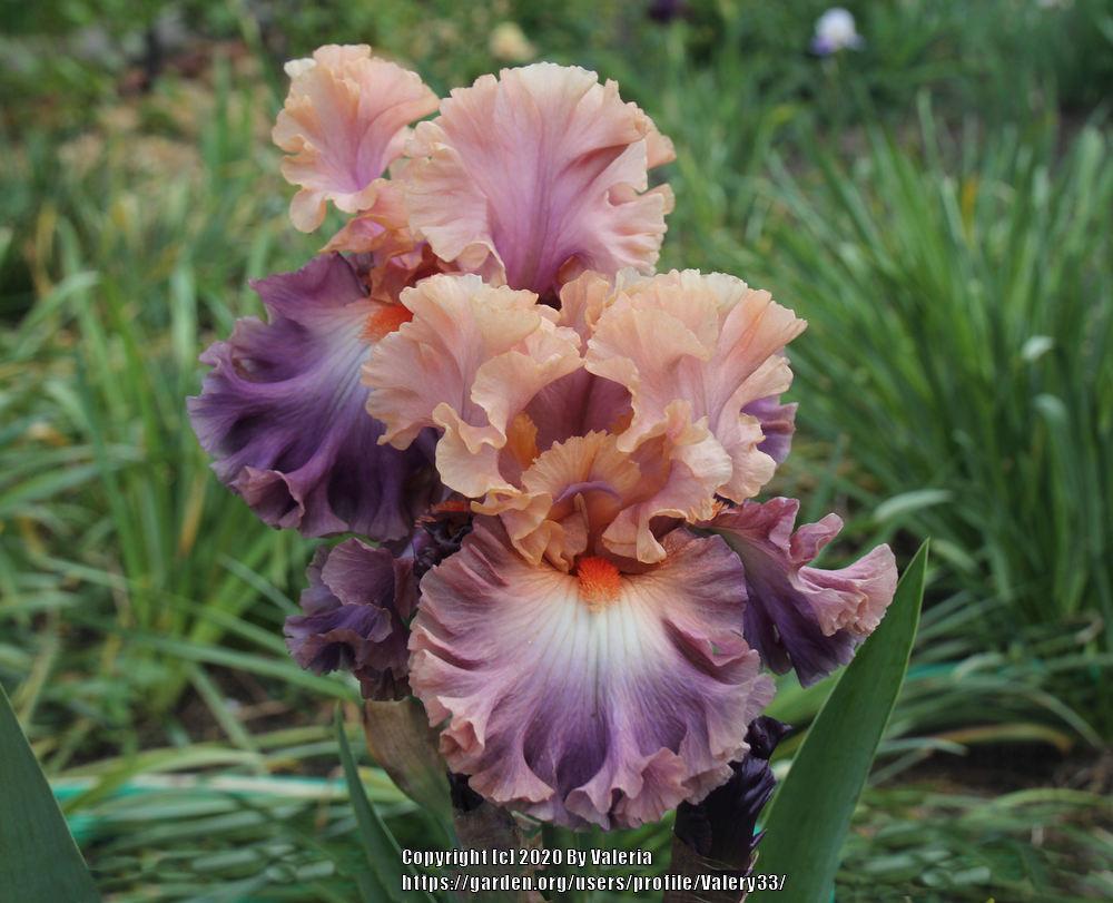 Photo of Tall Bearded Iris (Iris 'Photogenic') uploaded by Valery33