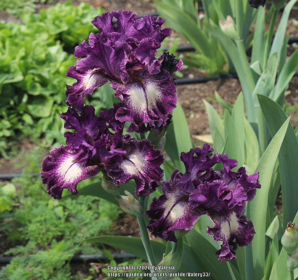 Photo of Tall Bearded Iris (Iris 'Pretty Edgy') uploaded by Valery33