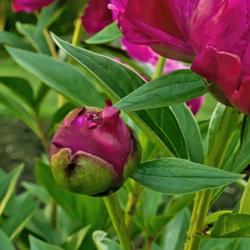 Location: Peony Garden at Nichols Arboretum, Ann Arbor, Michigan
Date: 2016-06-06
Shawnee Chief - bud detail.  The buds open the same color as the 
