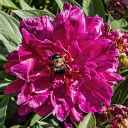 Location: Peony Garden at Nichols Arboretum, Ann Arbor, Michigan
Date: 2019-06-23
Shawnwee Chief - #pollination  #bees  - aging bloom with bumblebe