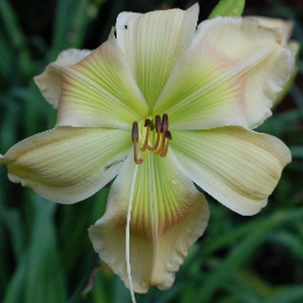 Photo of Daylily (Hemerocallis 'Flying Dipper') uploaded by blue23rose