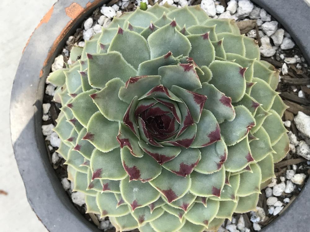 Photo of Hen and Chicks (Sempervivum calcareum) uploaded by succulentlife