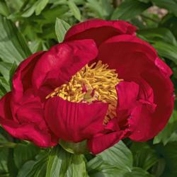 Location: Peony Garden at Nichols Arboretum, Ann Arbor, Michigan
Date: 2019-06-02
Golden Glow peony - the blooms retain a cupped shape as they matu
