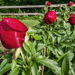 Location: Peony Garden at Nichols Arboretum, Ann Arbor, Michigan
Date: 2019-06-02
Golden Glow peony - Just one day away from being open, between bu