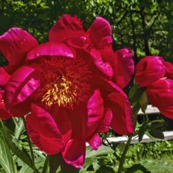 Location: Peony Garden at Nichols Arboretum, Ann Arbor, Michigan
Date: 2019-06-03
Golden Glow peony - a bloom with more than one row of petals
