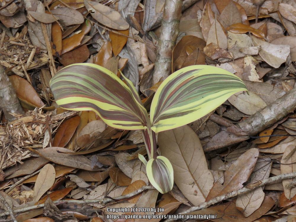 Photo of Hawaiian Ti Plant (Cordyline fruticosa 'Miss Andrea') uploaded by plantladylin
