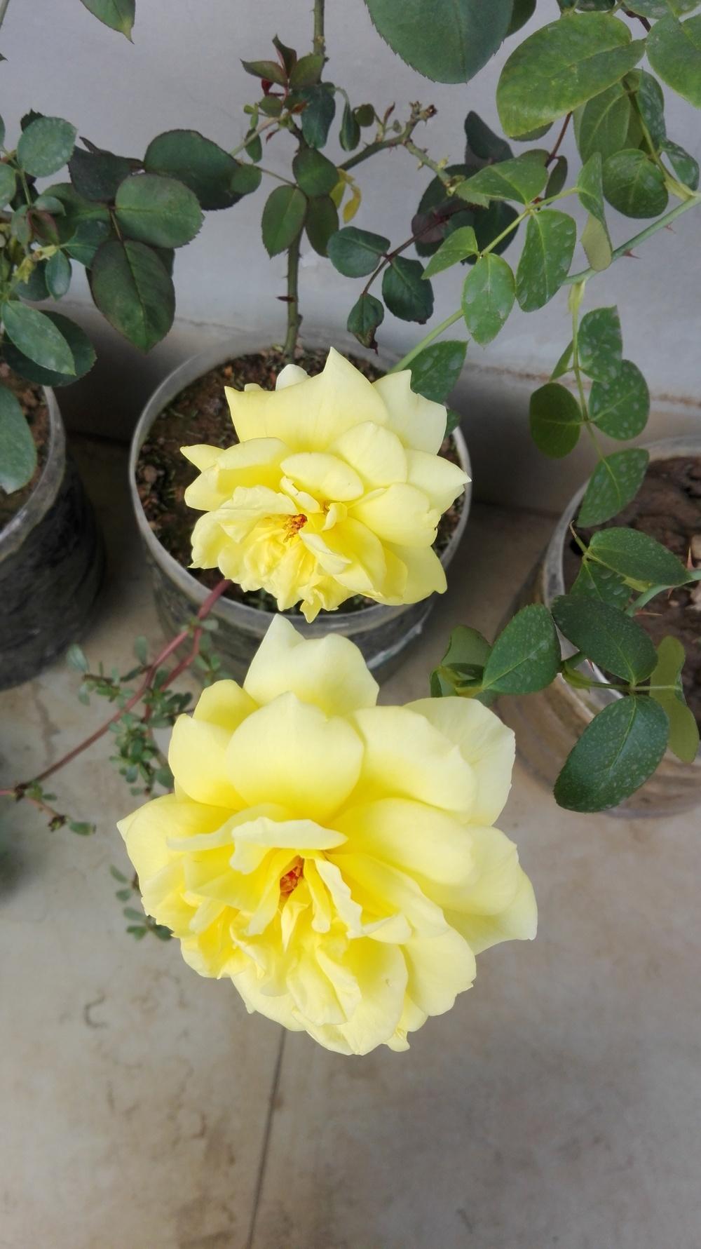 Photo of Rose (Rosa 'Irish Gold') uploaded by Shupu