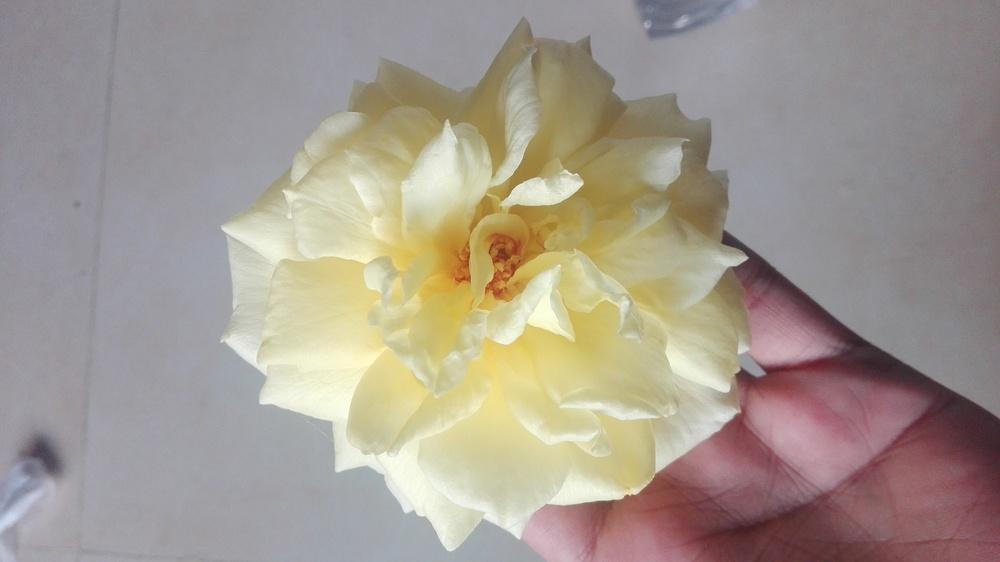 Photo of Rose (Rosa 'Irish Gold') uploaded by Shupu