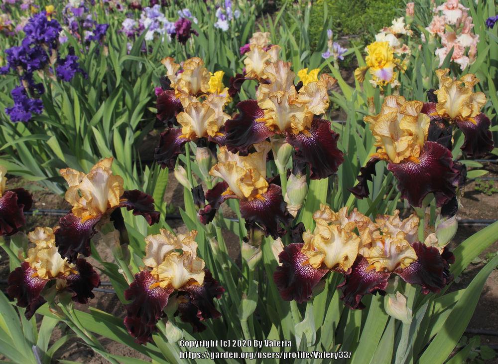 Photo of Tall Bearded Iris (Iris 'Rum and Coke') uploaded by Valery33