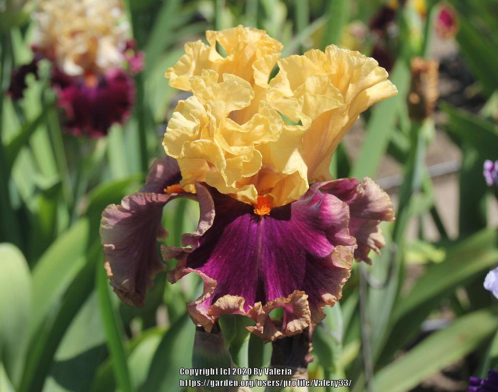 Photo of Tall Bearded Iris (Iris 'Hollywood Lights') uploaded by Valery33