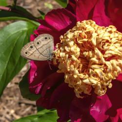 Location: Peony Garden at Nichols Arboretum, Ann Arbor, Michigan
Date: 2019-06-11
Sword Dance peony #pollination #butterflies Tentative ID for the 