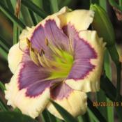 From Northern Lights Daylilies.
