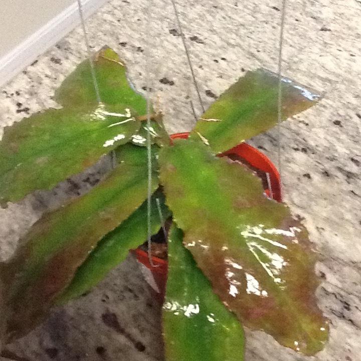 Photo of Wax Plant (Hoya undulata) uploaded by CoraBarner