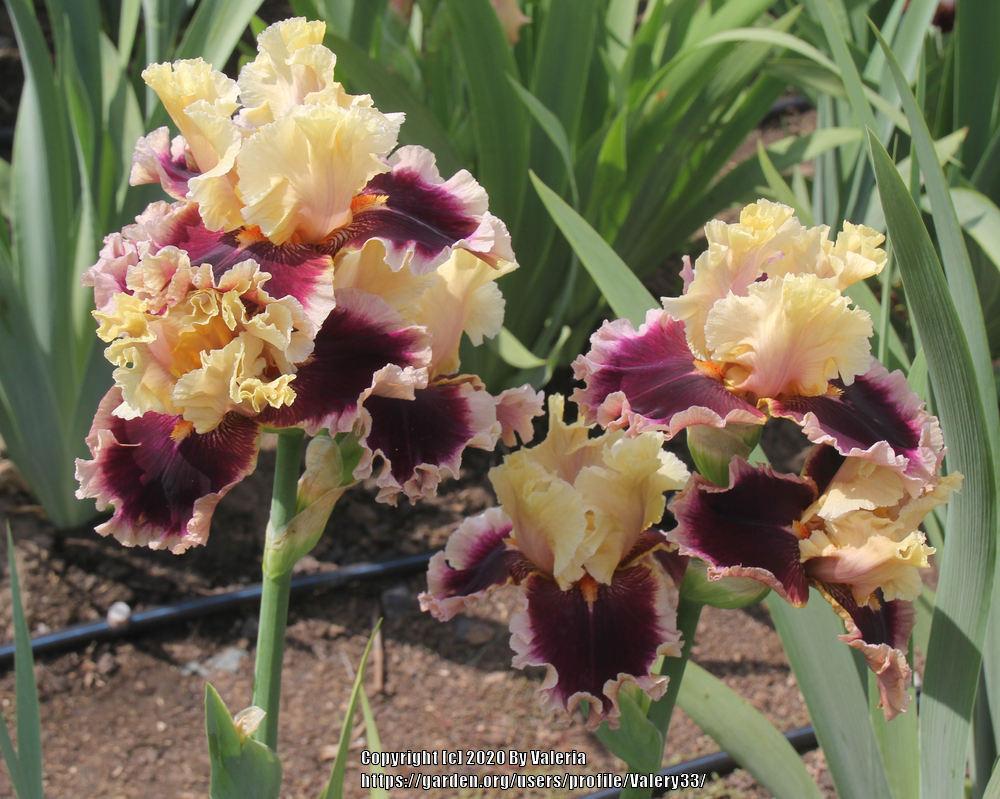 Photo of Tall Bearded Iris (Iris 'Make Mine Magic') uploaded by Valery33