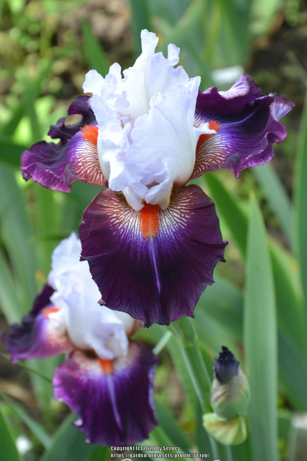 Photo of Tall Bearded Iris (Iris 'Giorgio') uploaded by Serjio