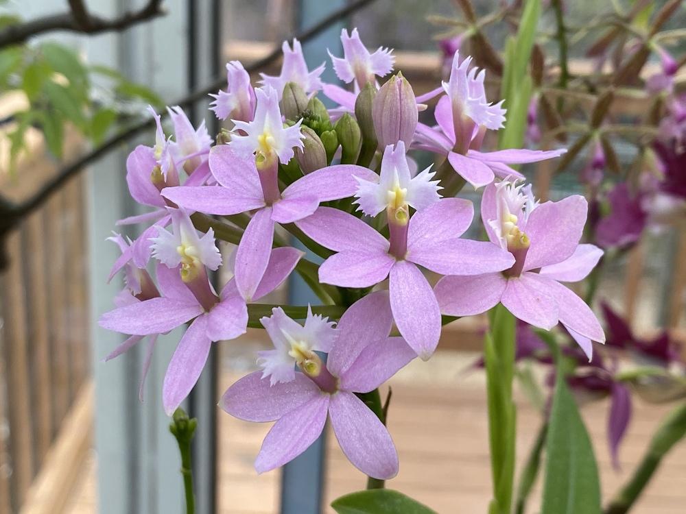 Photo of Orchid (Epidendrum Miura Valley) uploaded by Ursula