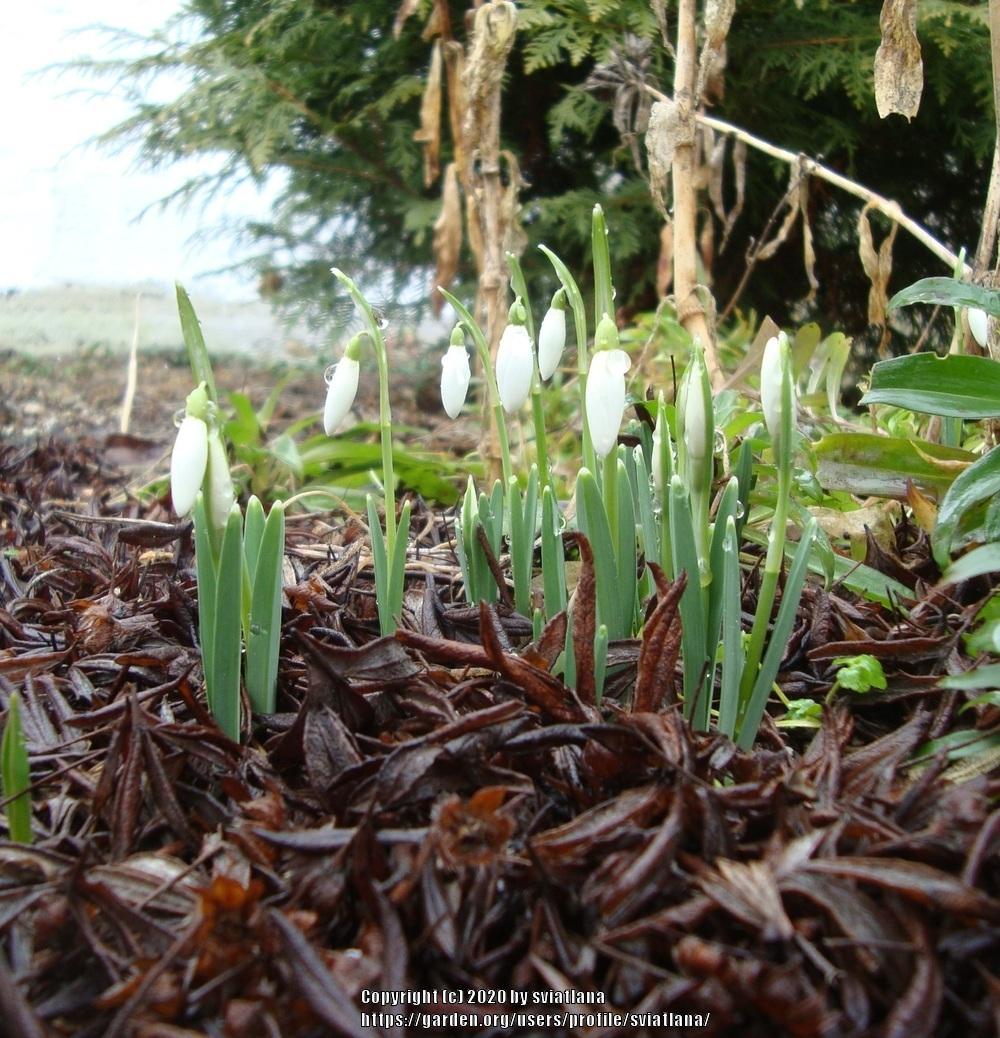 Photo of Snowdrop (Galanthus nivalis) uploaded by sviatlana
