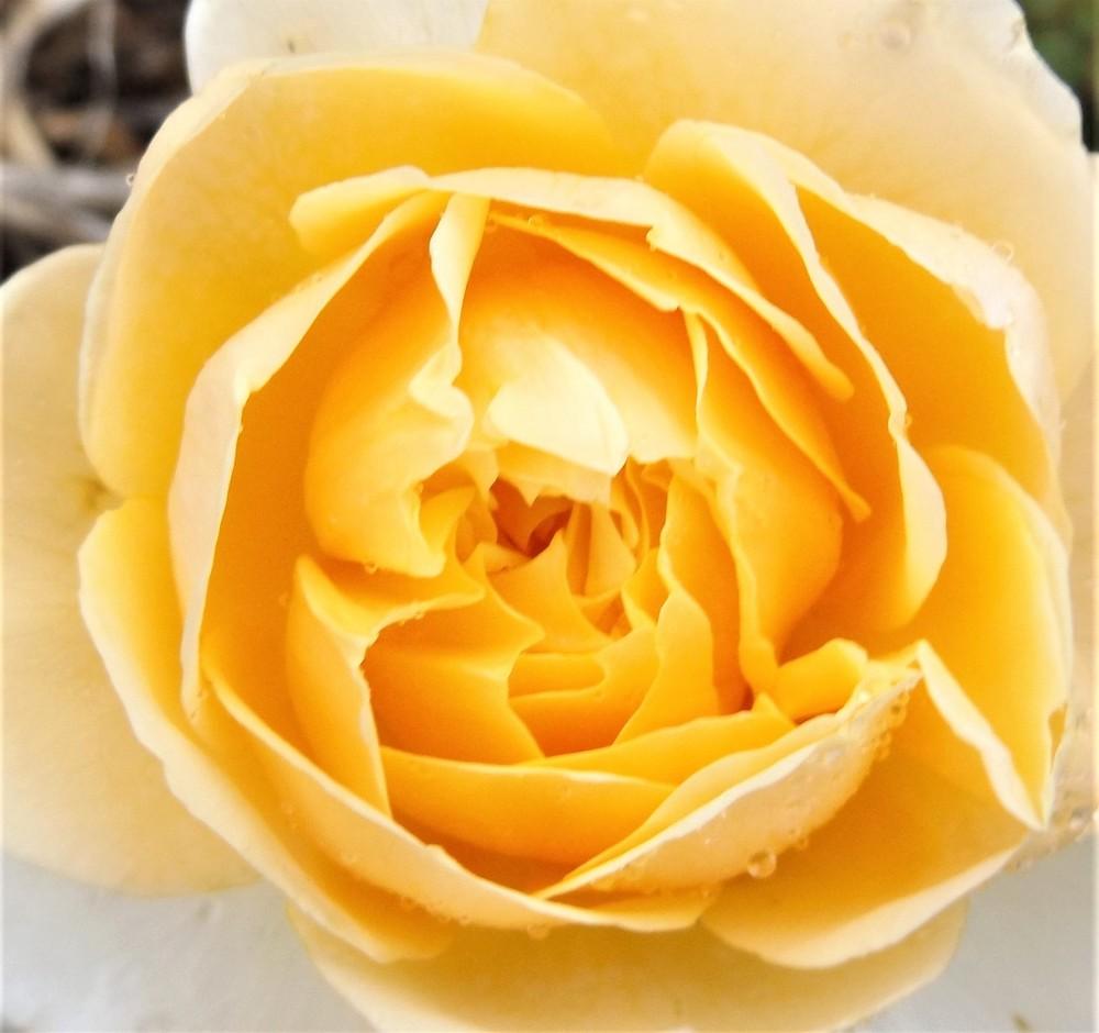 Photo of English Shrub Rose (Rosa 'Charlotte') uploaded by LolaTasmania
