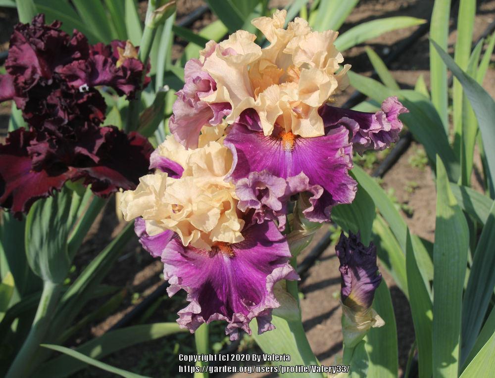 Photo of Tall Bearded Iris (Iris 'Roaring Twenties') uploaded by Valery33
