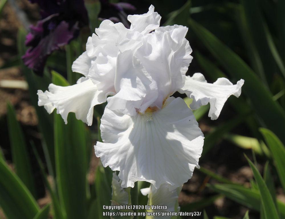 Photo of Tall Bearded Iris (Iris 'Helen Dawn') uploaded by Valery33