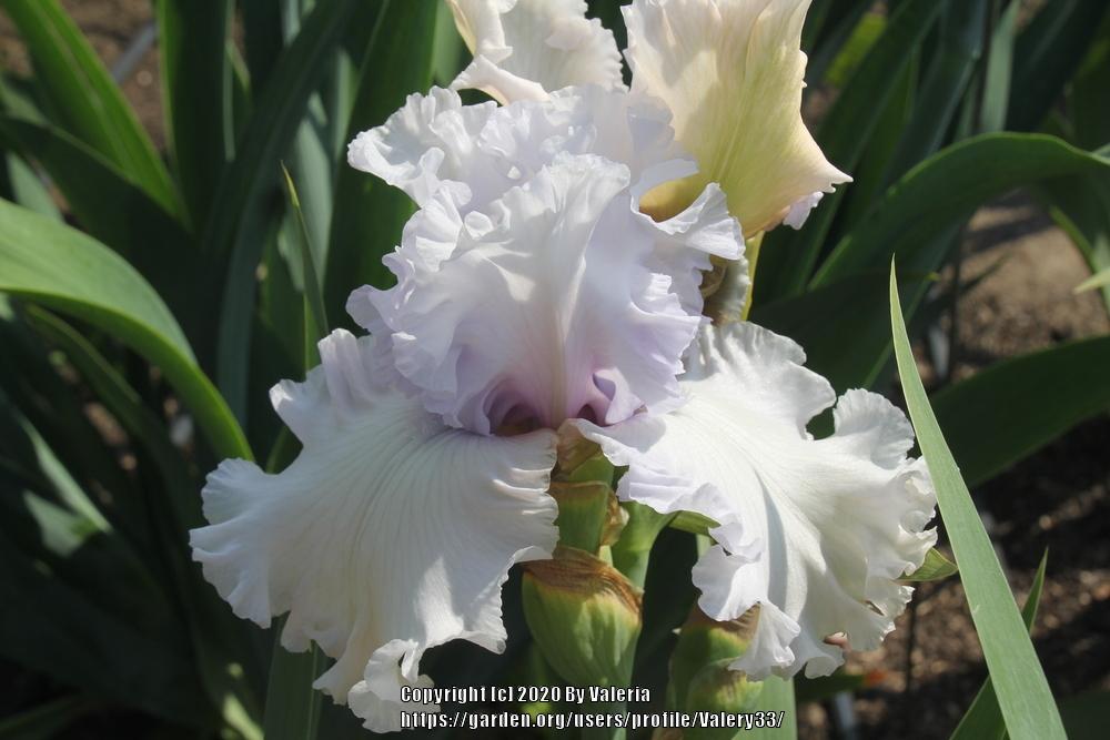 Photo of Tall Bearded Iris (Iris 'For the Soul') uploaded by Valery33