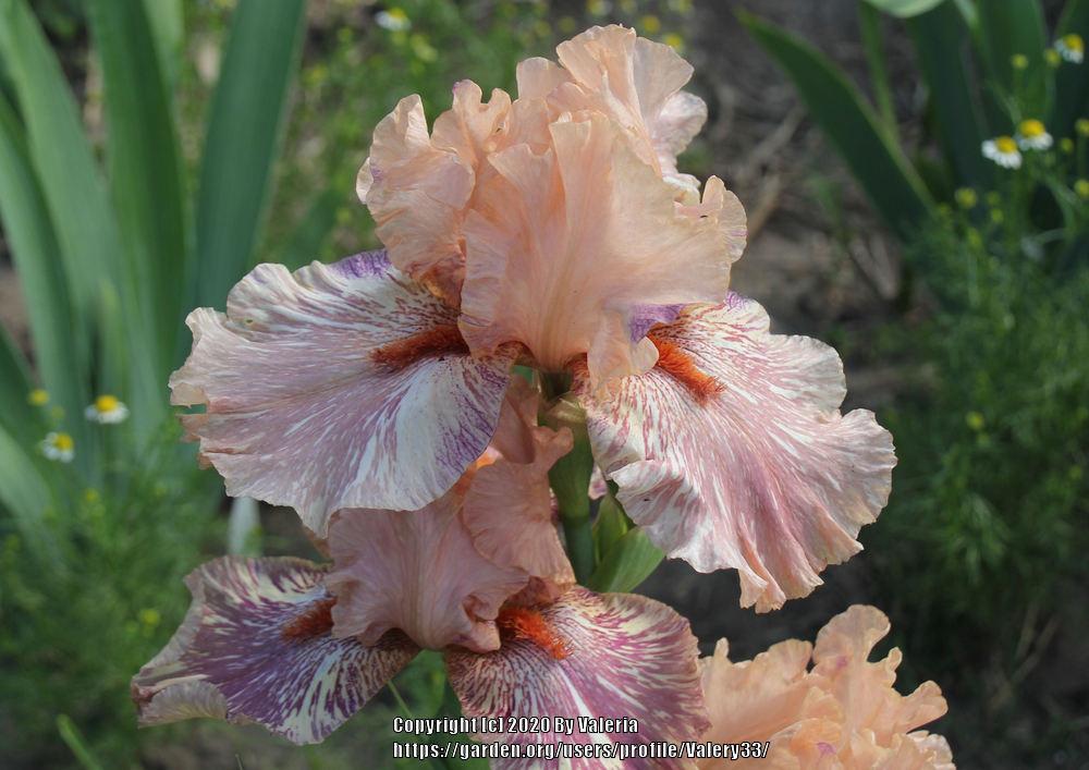 Photo of Tall Bearded Iris (Iris 'King Tush') uploaded by Valery33