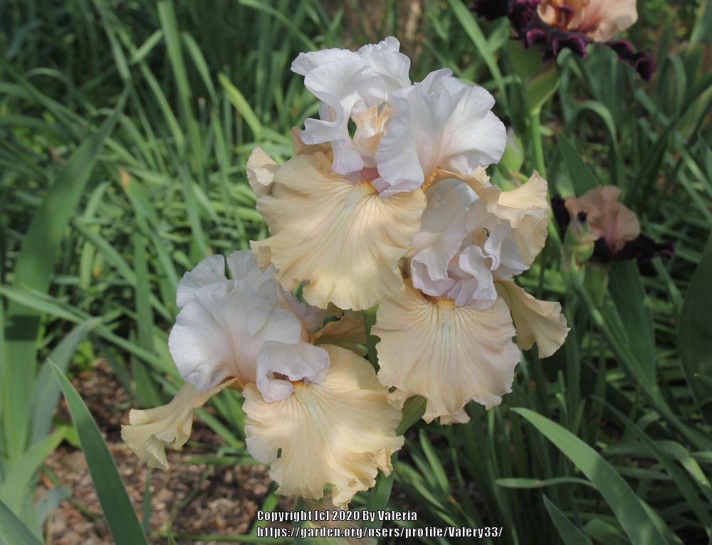 Photo of Tall Bearded Iris (Iris 'Champagne Frost') uploaded by Valery33