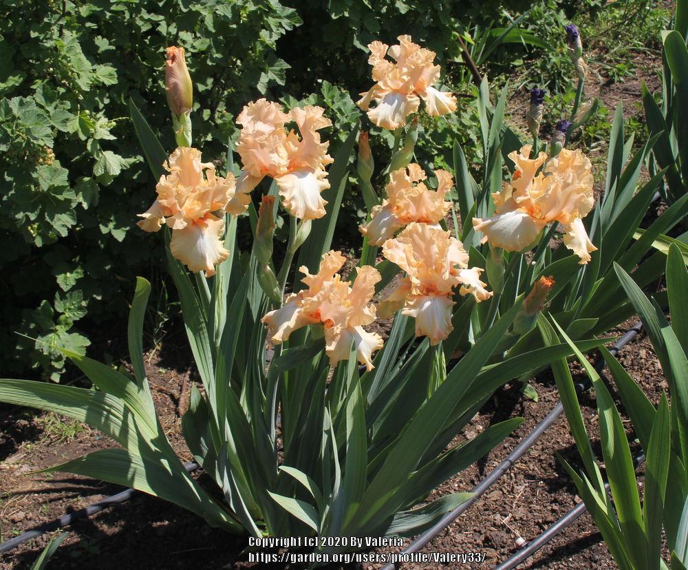 Photo of Tall Bearded Iris (Iris 'Deliciously Different') uploaded by Valery33