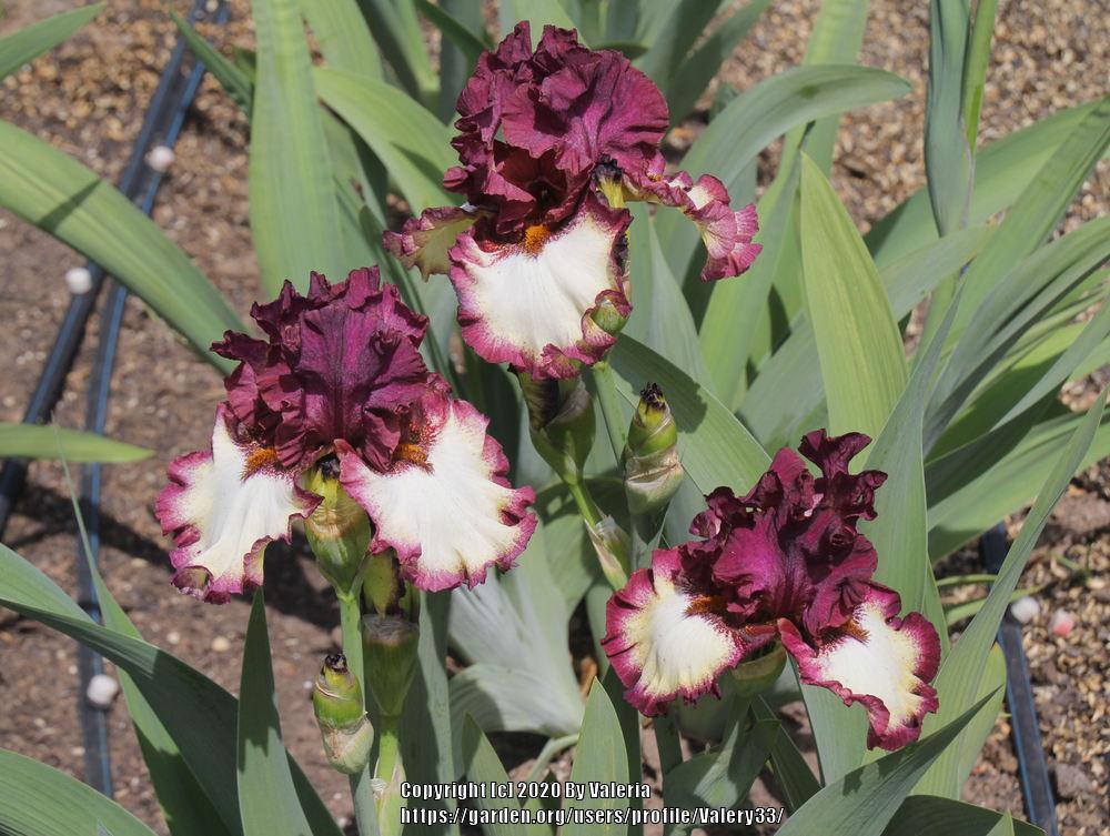 Photo of Tall Bearded Iris (Iris 'Class Ring') uploaded by Valery33