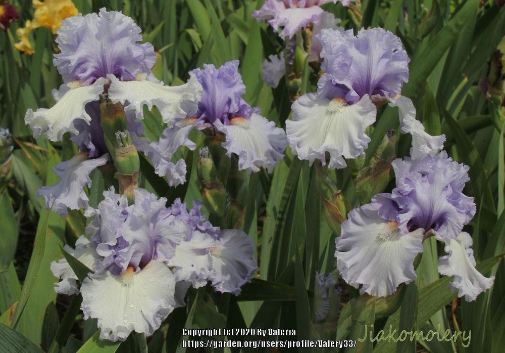 Photo of Tall Bearded Iris (Iris 'Adoregon') uploaded by Valery33