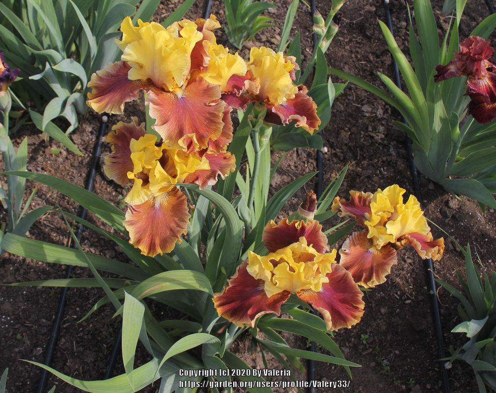 Photo of Tall Bearded Iris (Iris 'Man About Town') uploaded by Valery33