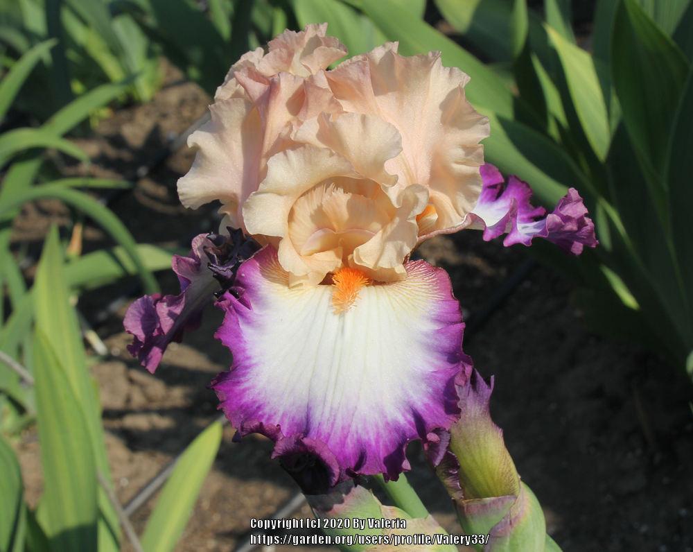 Photo of Tall Bearded Iris (Iris 'Brouhaha') uploaded by Valery33