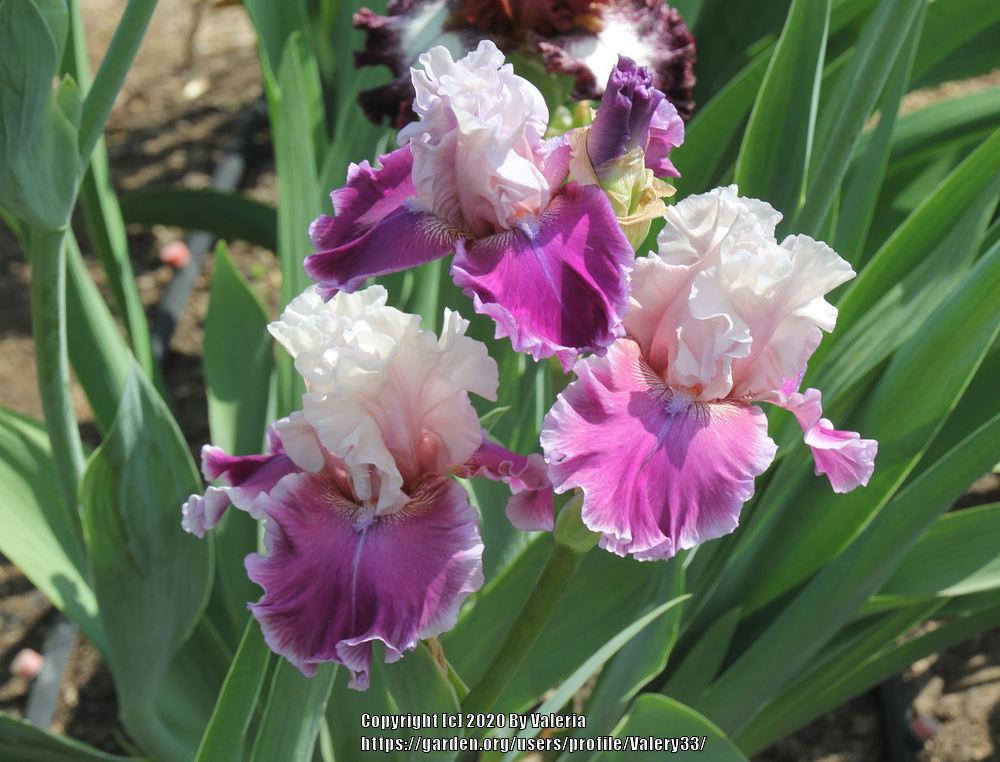 Photo of Tall Bearded Iris (Iris 'Avenue of Dreams') uploaded by Valery33