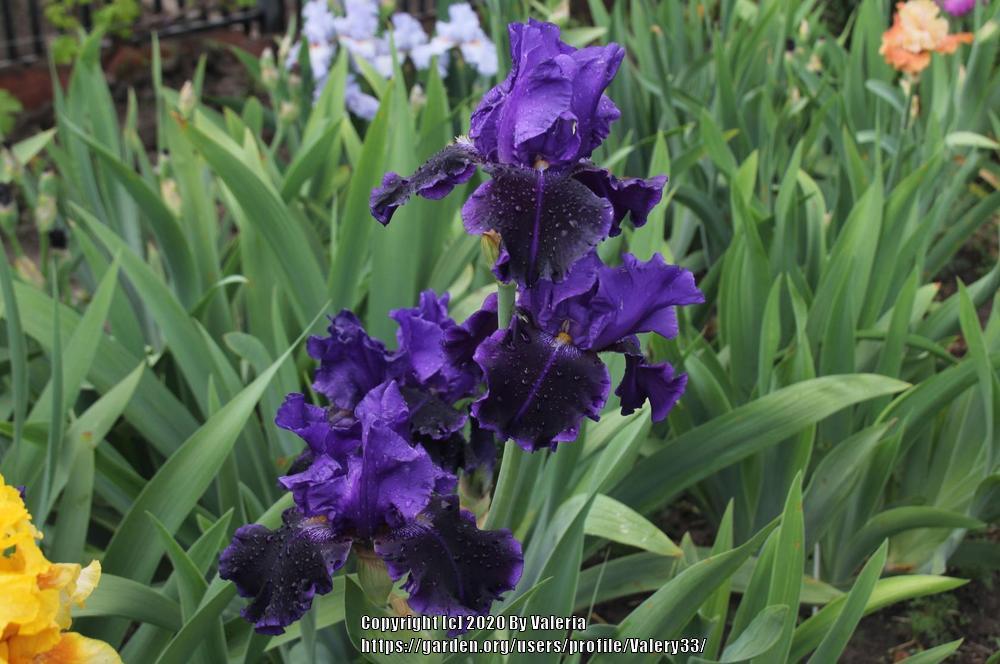 Photo of Tall Bearded Iris (Iris 'Into the Night') uploaded by Valery33