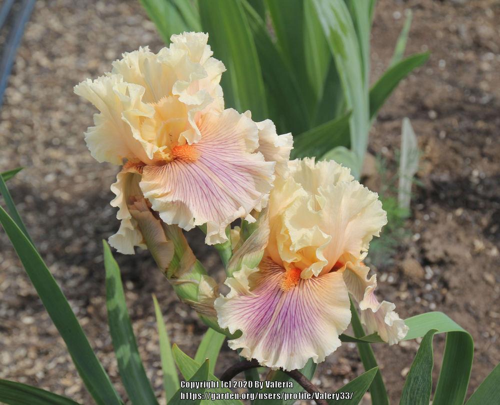 Photo of Tall Bearded Iris (Iris 'Dreamalot') uploaded by Valery33