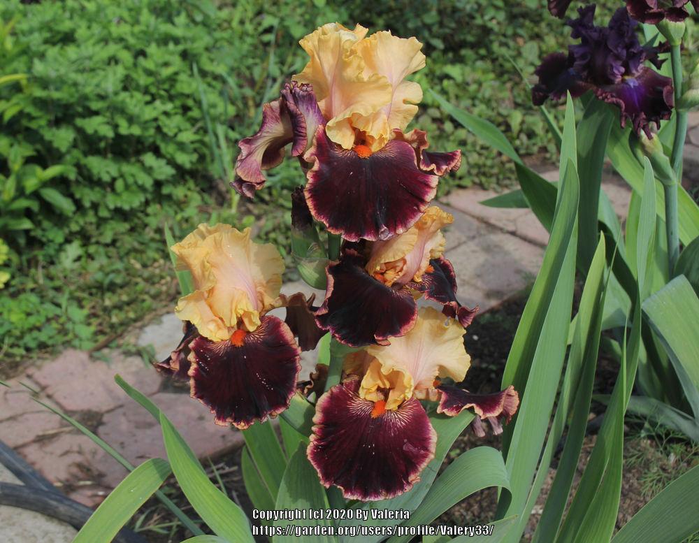 Photo of Tall Bearded Iris (Iris 'Glamour Pants') uploaded by Valery33