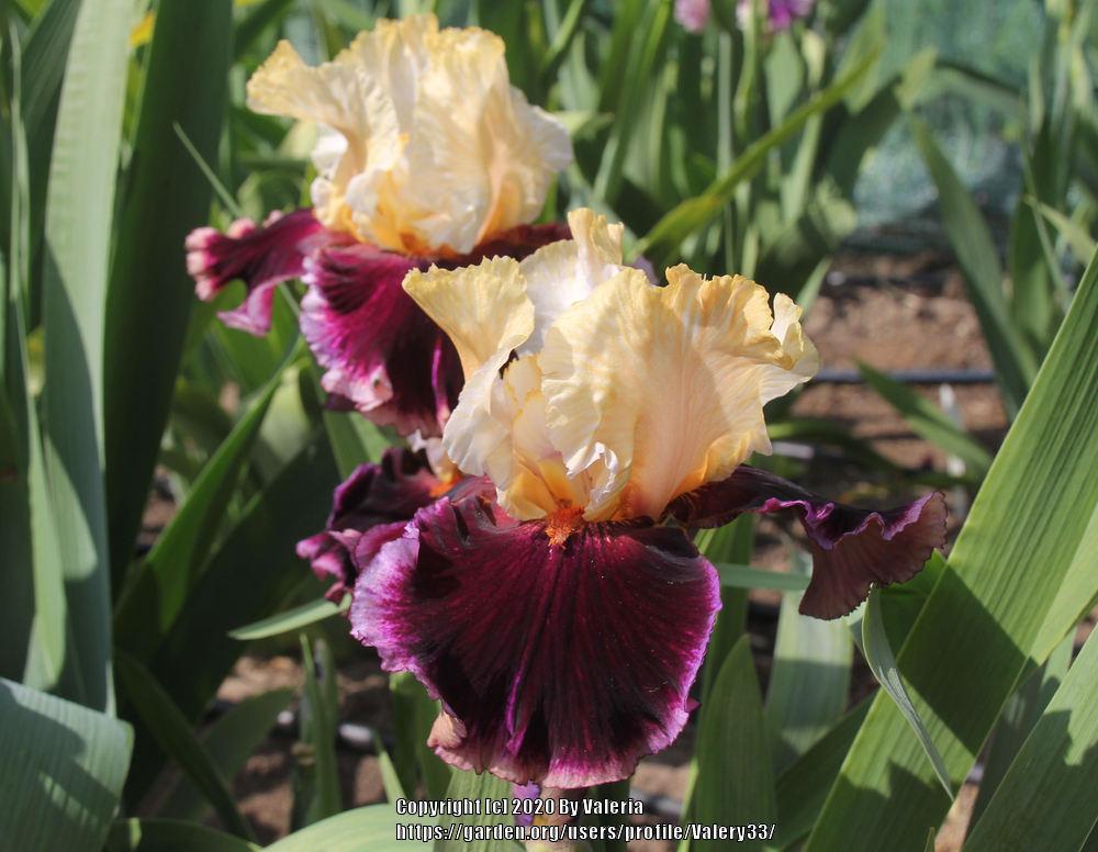 Photo of Tall Bearded Iris (Iris 'Raspberry Swirl') uploaded by Valery33