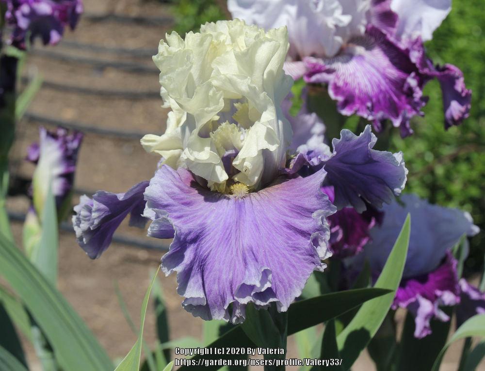 Photo of Tall Bearded Iris (Iris 'Champagne Journey') uploaded by Valery33