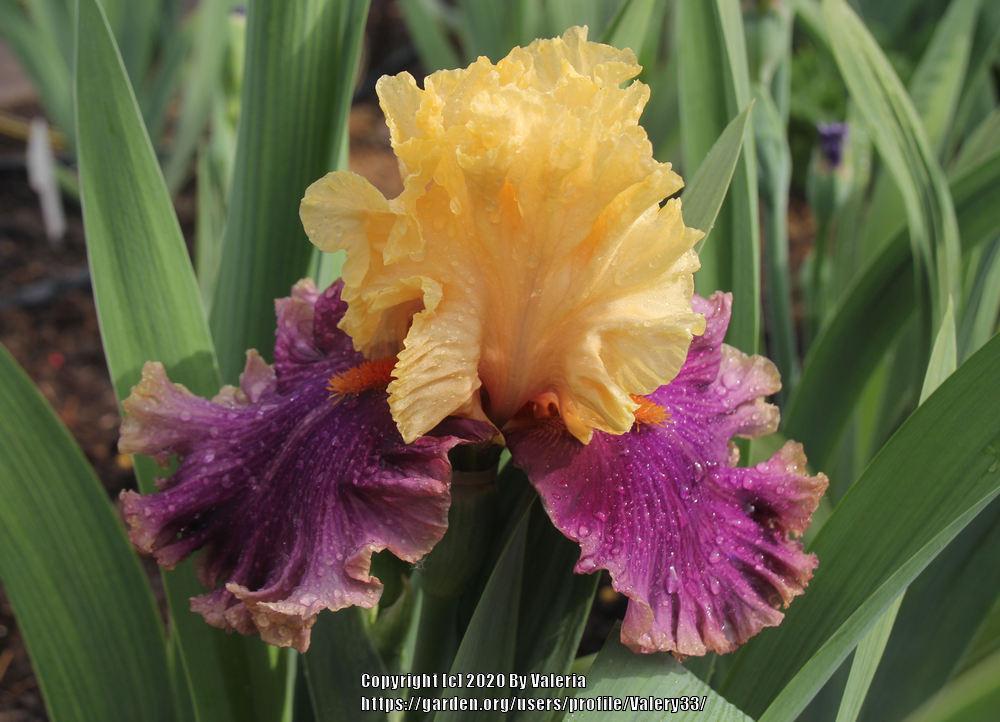 Photo of Tall Bearded Iris (Iris 'Hollywood Lights') uploaded by Valery33