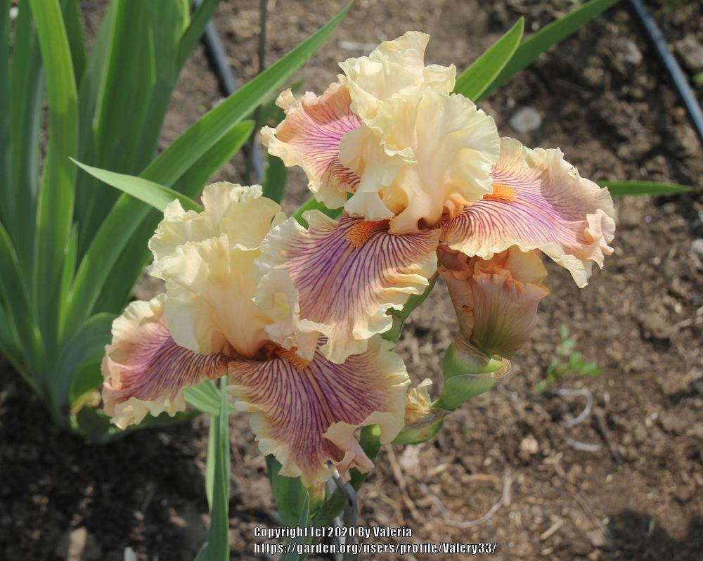 Photo of Tall Bearded Iris (Iris 'Escape from Boredom') uploaded by Valery33