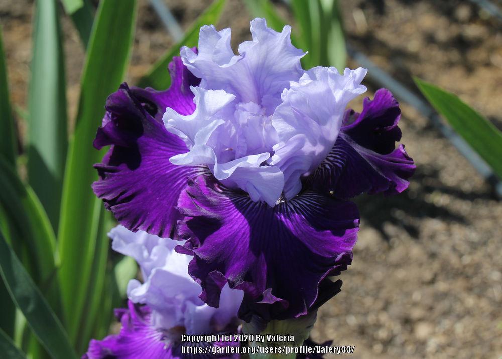 Photo of Tall Bearded Iris (Iris 'Dashing Squire') uploaded by Valery33