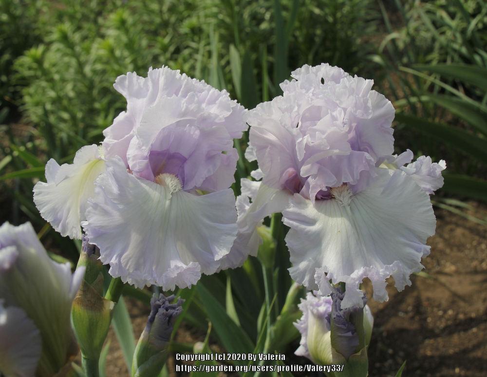 Photo of Tall Bearded Iris (Iris 'Royal Sterling') uploaded by Valery33