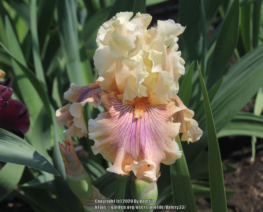 Photo of Tall Bearded Iris (Iris 'Escape from Boredom') uploaded by Valery33